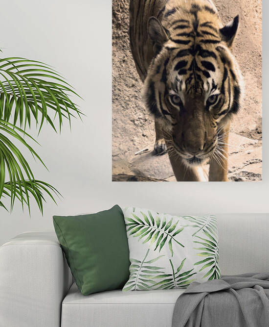 Tiger by Michelle Nichols