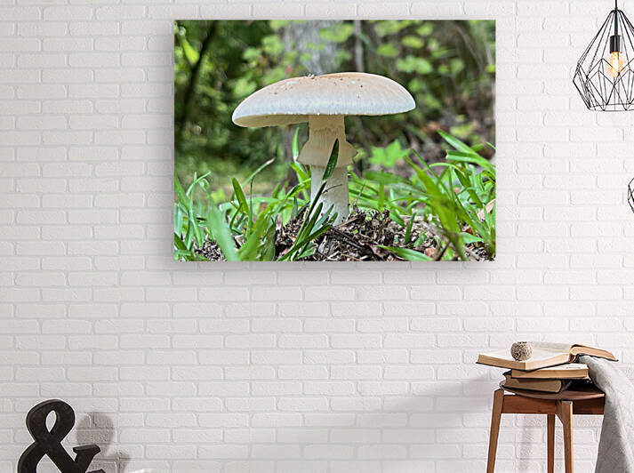 The Mushroom by Michelle Nichols