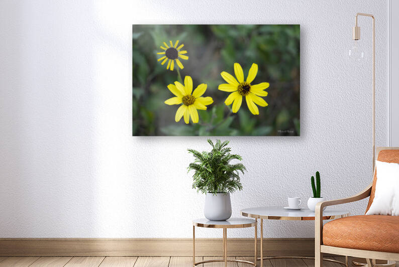 3 Yellow Flowers by Michelle Nichols