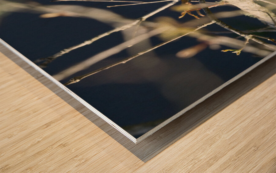 Mockingbird Wood print