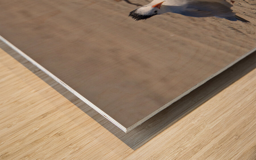 Seagull Couple Wood print