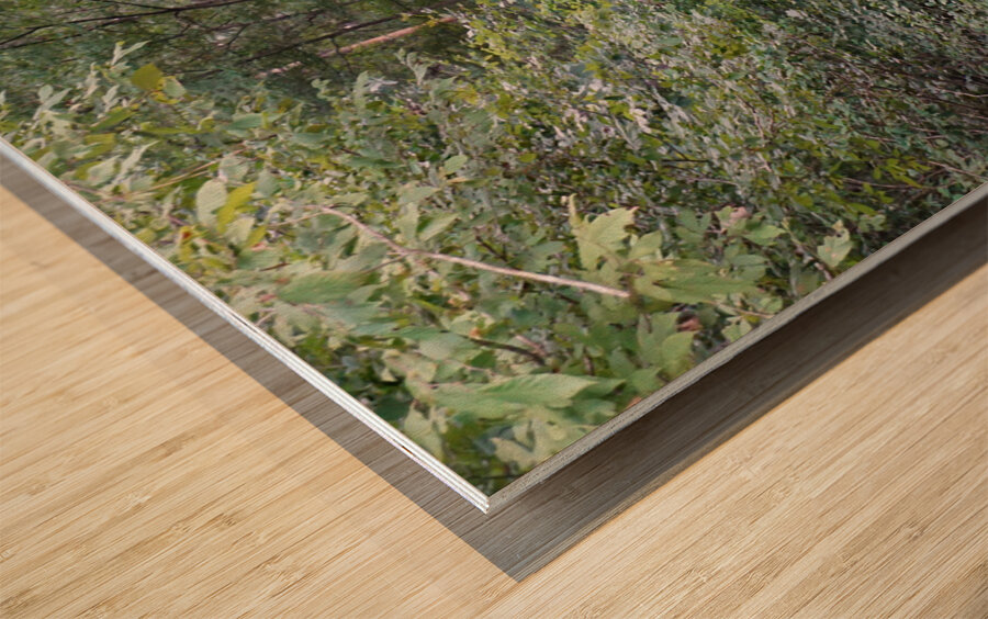 Forest Path Wood print