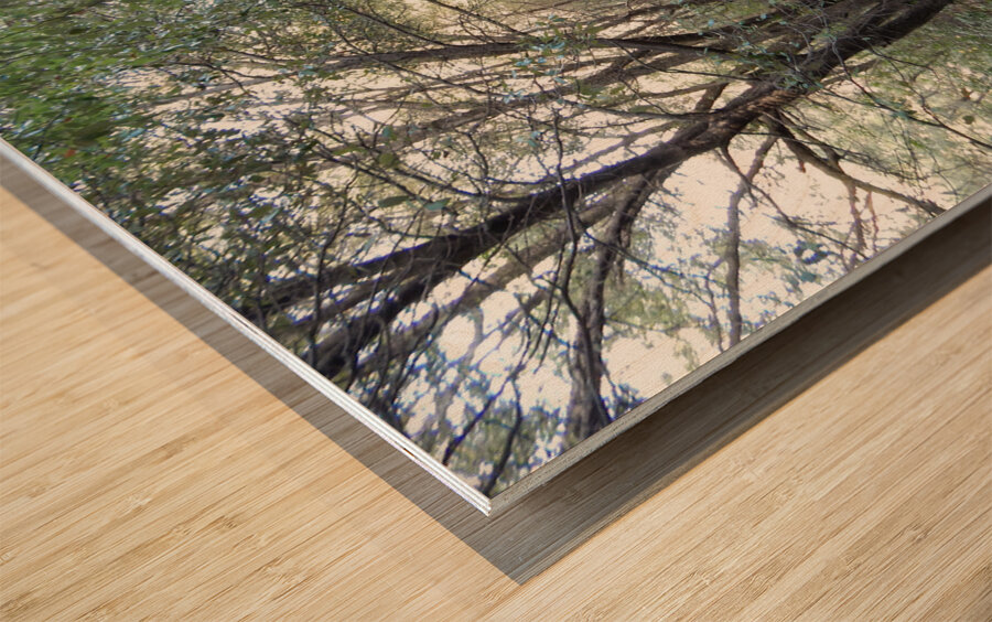 Mountain Trail Wood print