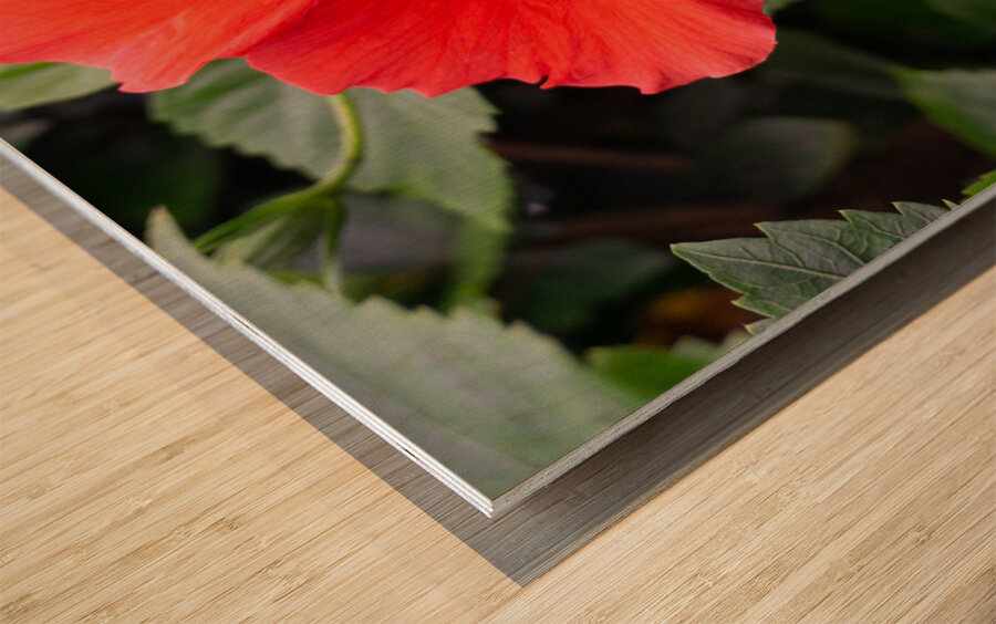 Red Hibiscus Wood print