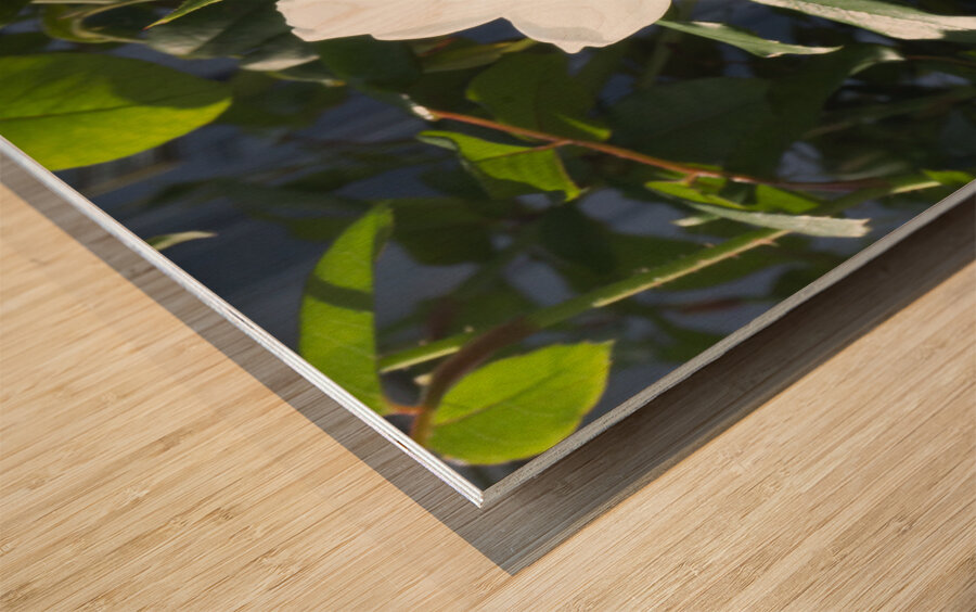 White Cam Wood print