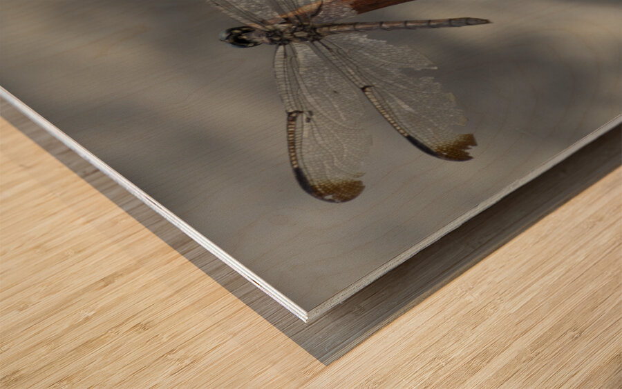 Azul the Dragonfly Wood print