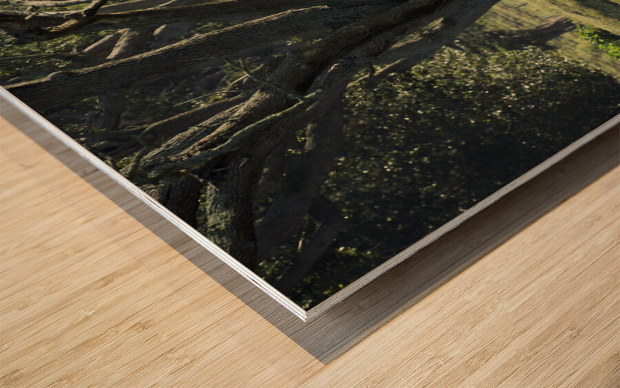 Mom and Calf Greet the Morning Wood print