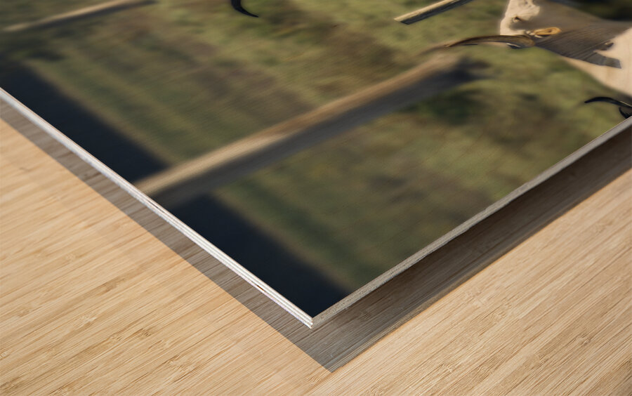 Gossip at the Water Cooler Wood print