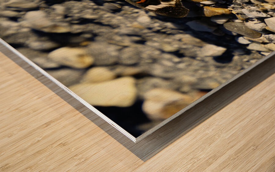 Wings of Autumn Wood print