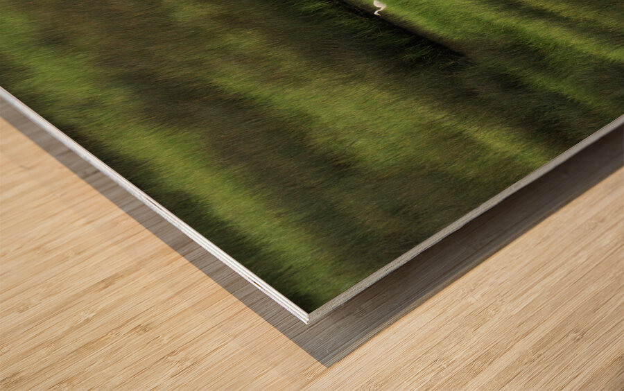 Three Is A Crowd Wood print