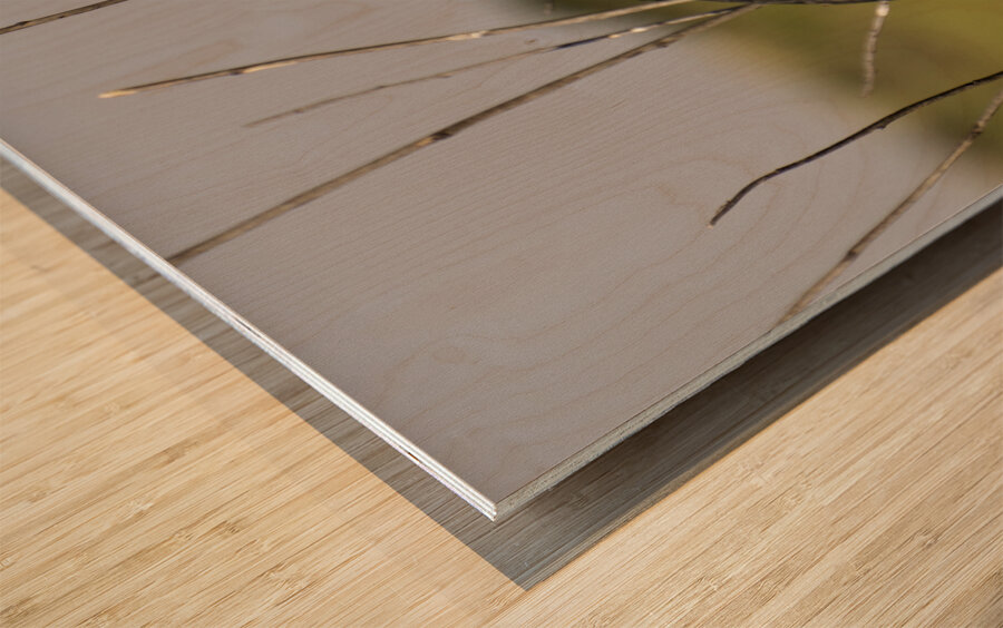 Red winged Blackbird Wood print