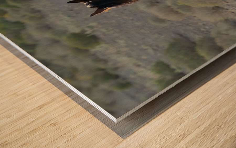 Wild Brown Horse Wood print