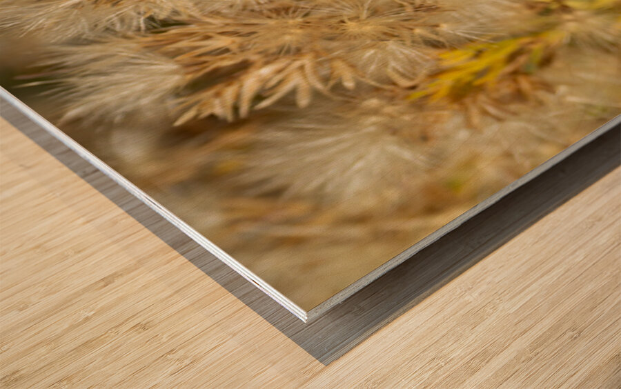 Seed Head Whisps Wood print