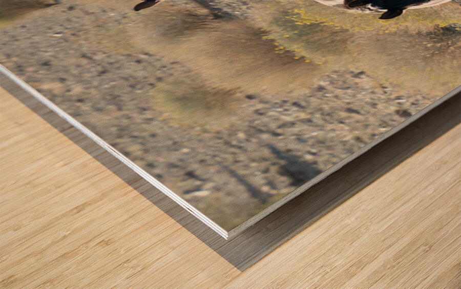 Wild Horses Wood print