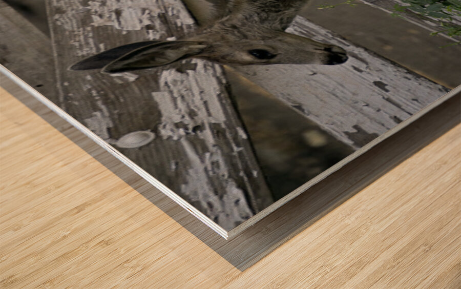 Baby Deer Wood print