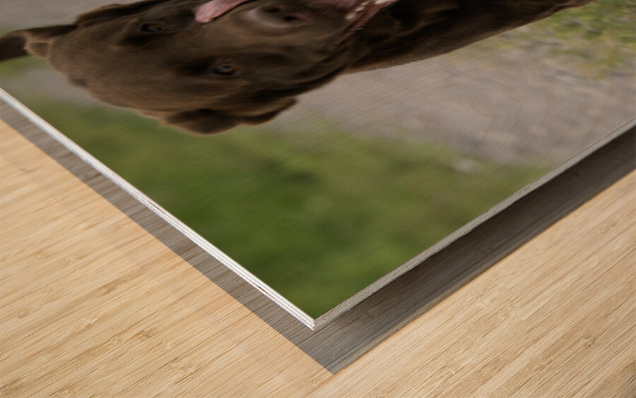 Shiner on the Run Wood print