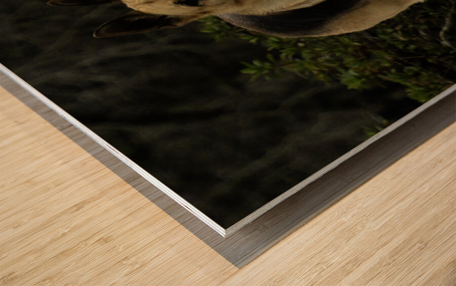 Lara Foster Wood print