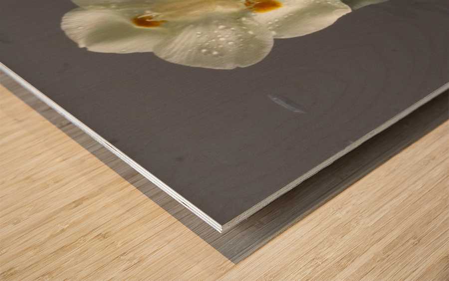 African Iris Wood print